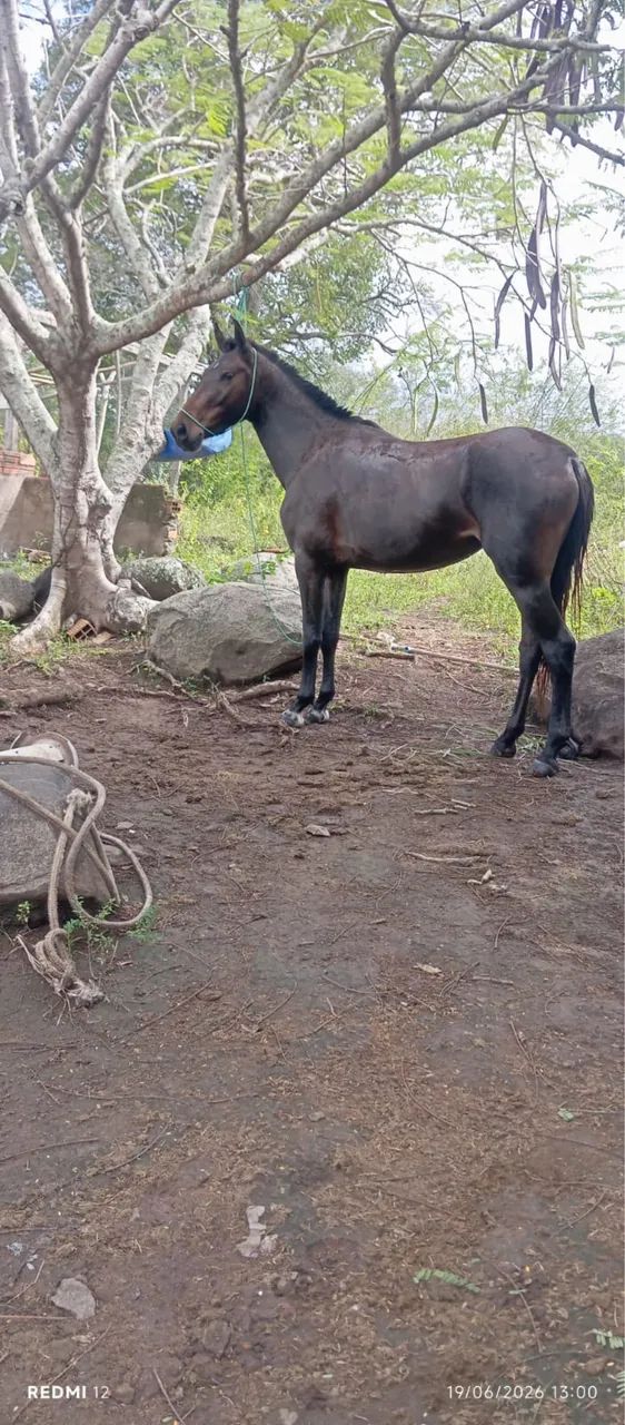 Vendo potra mangalarga sem registro  - Foto 3