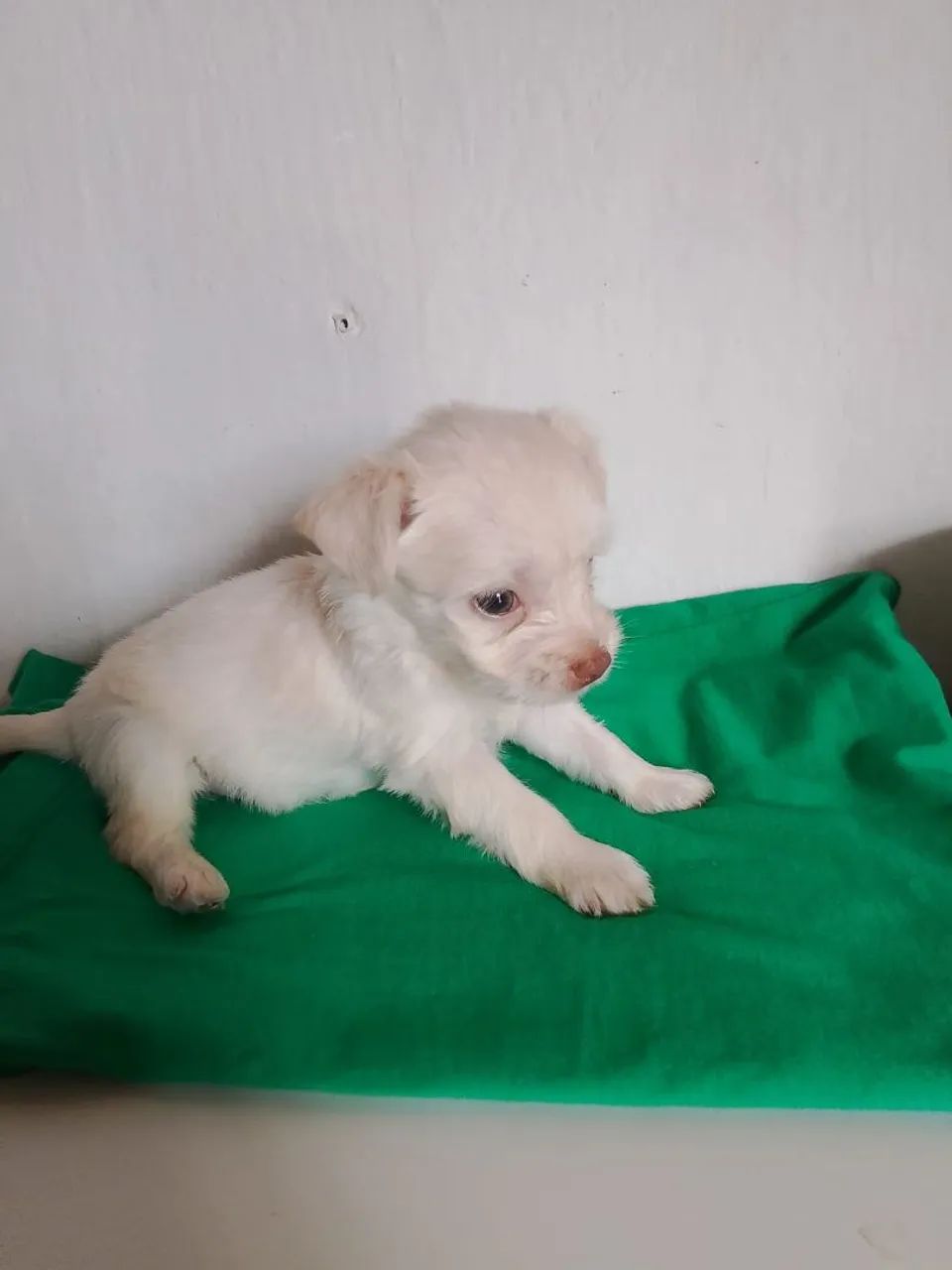 Poodle Toy ?  - Foto 4