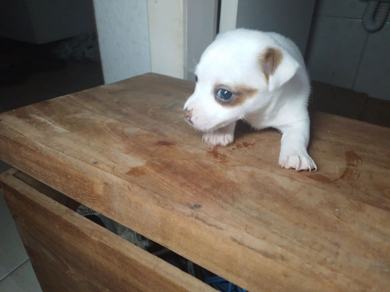 Jack russell terrier  - Foto 2