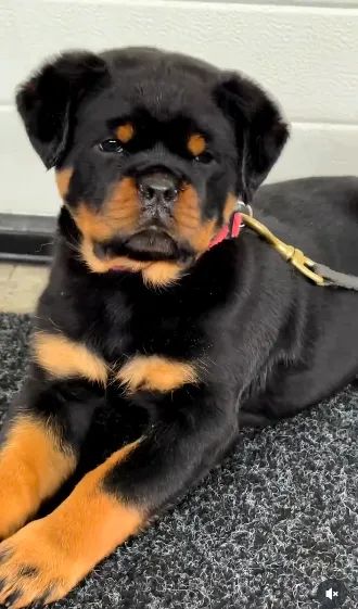 ROTTWEILER FILHOTES - Foto 5