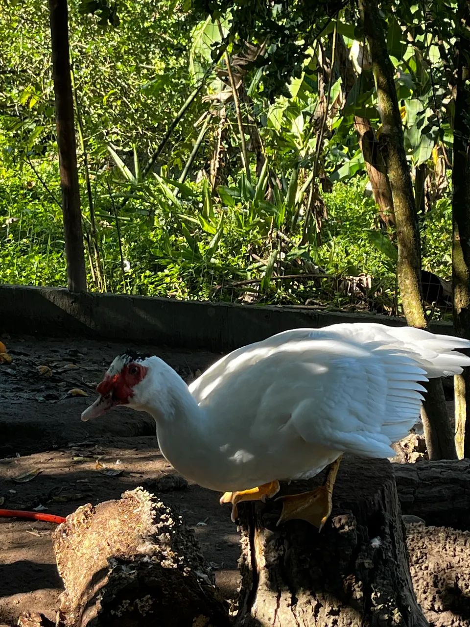 Patos machos - Foto 2