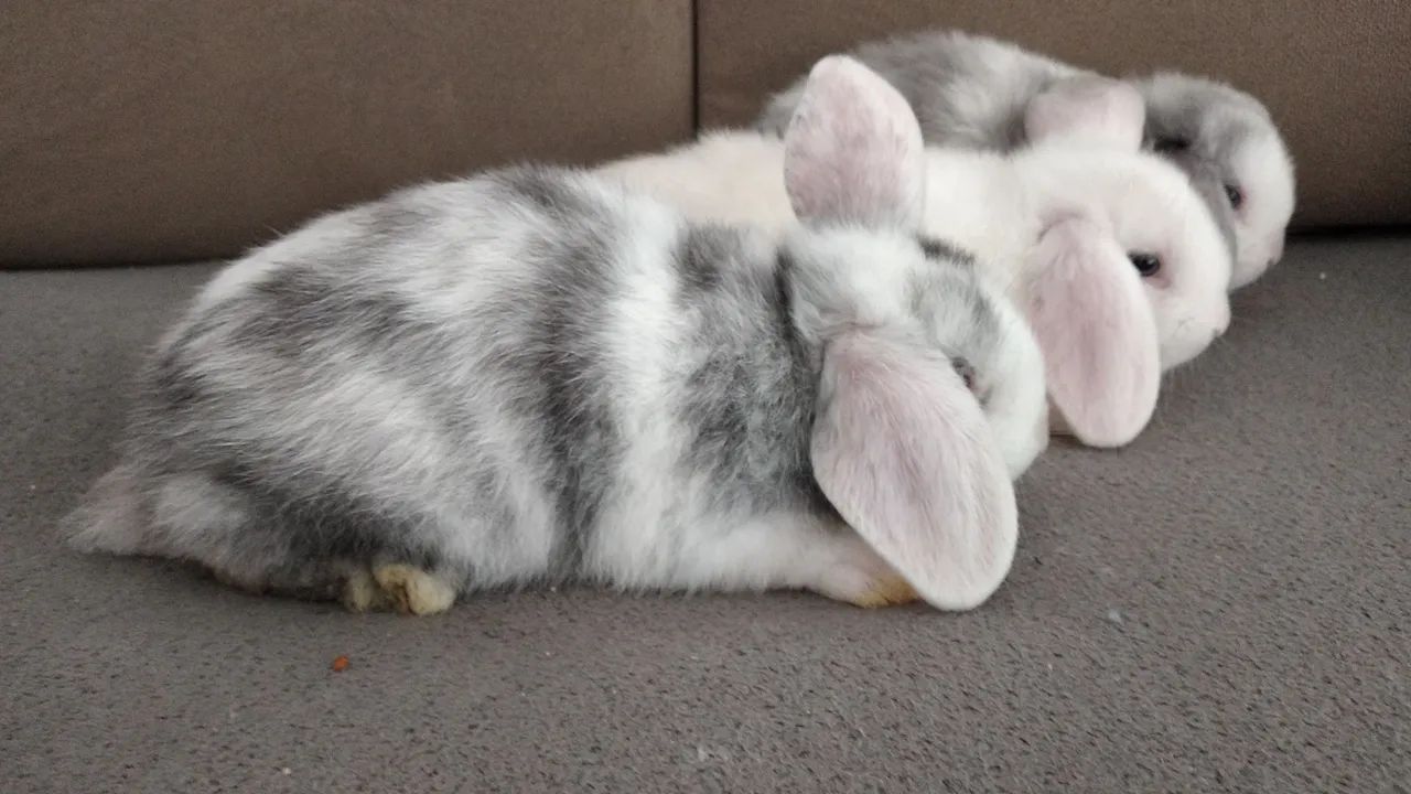 Filhotes de coelhos mini lop uruguaios  - Foto 2