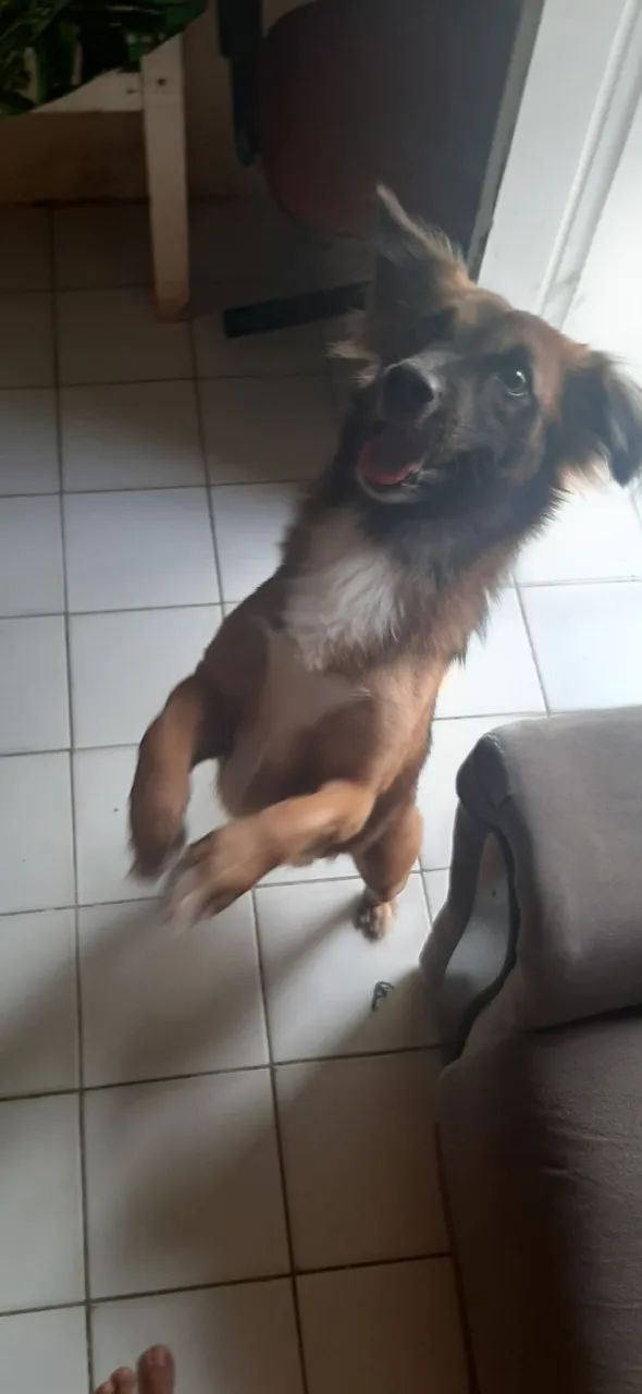 Adoção responsável  - Foto 3