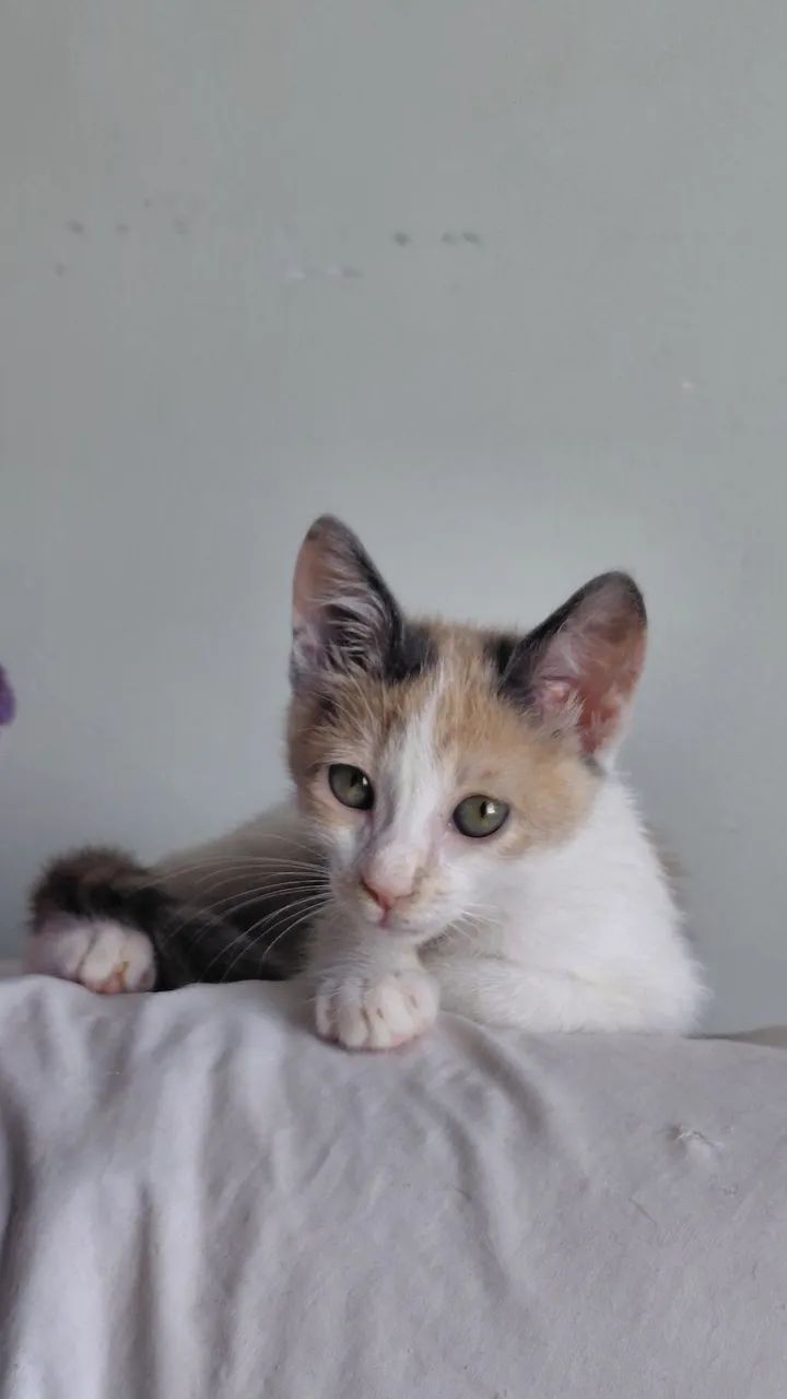 Adoção Responsavel - Foto 3