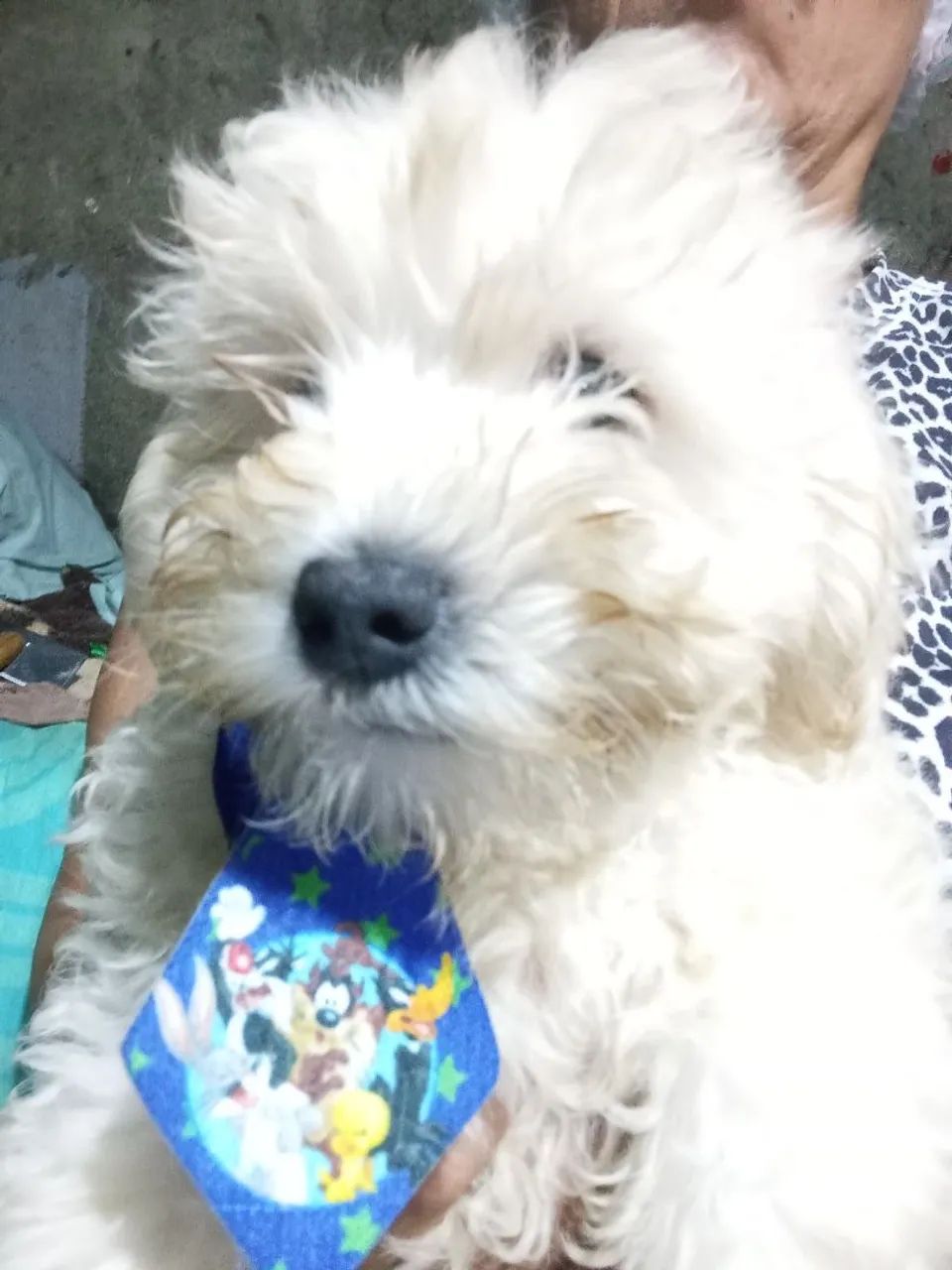 Poodle  3 meses  - Foto 2