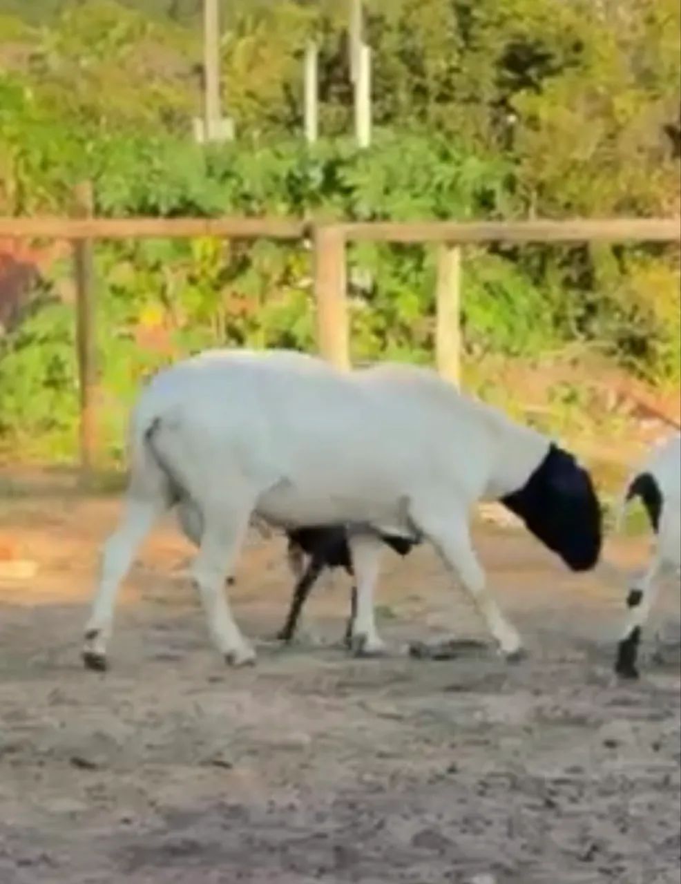Doper com 100 kg é excelente reprodutor - Foto 3