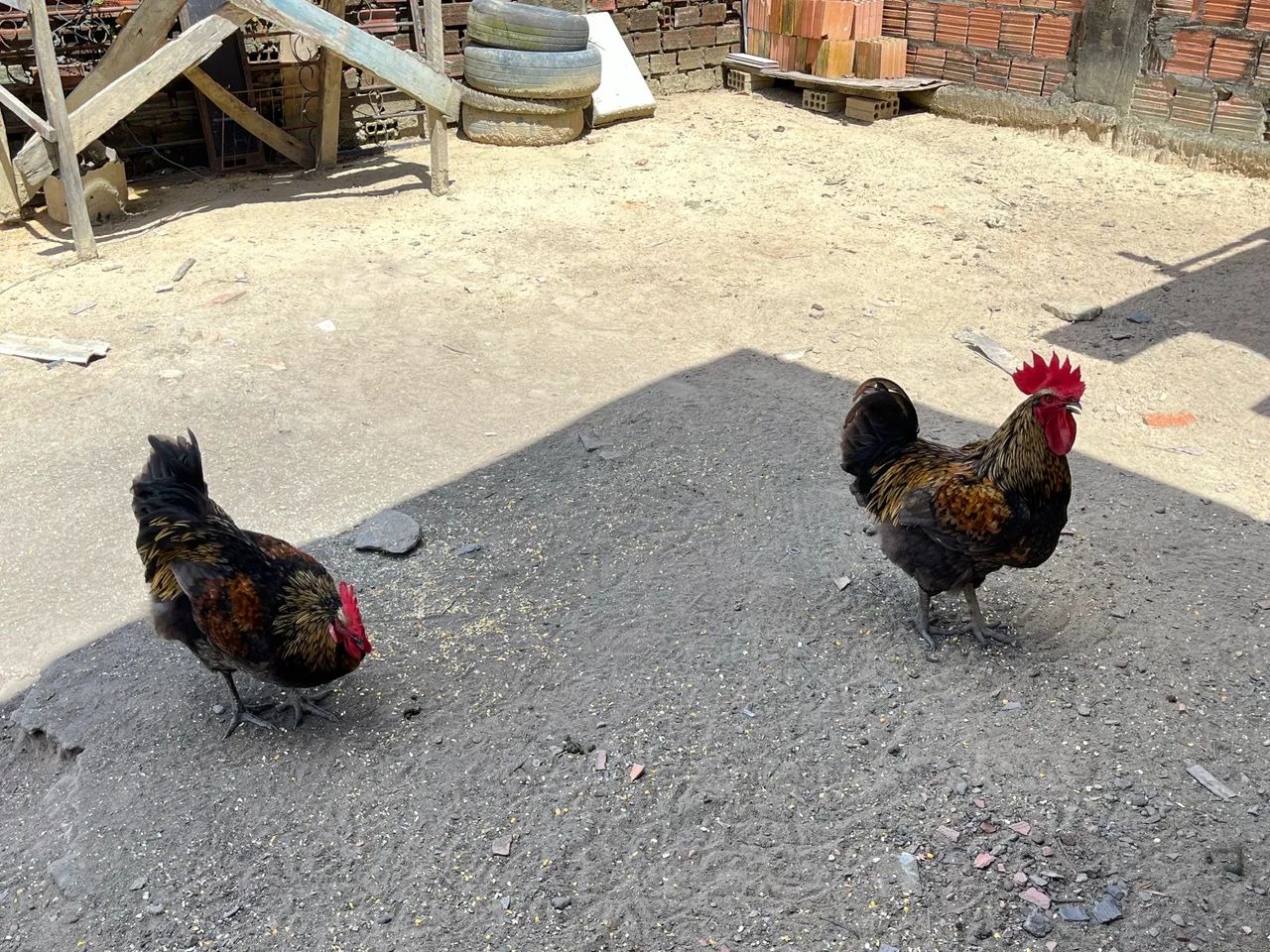 Vende-se frango 70,00 reais cada - Foto 2