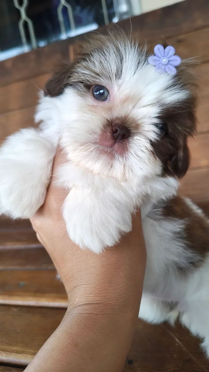 Shihtzu  - Foto 3