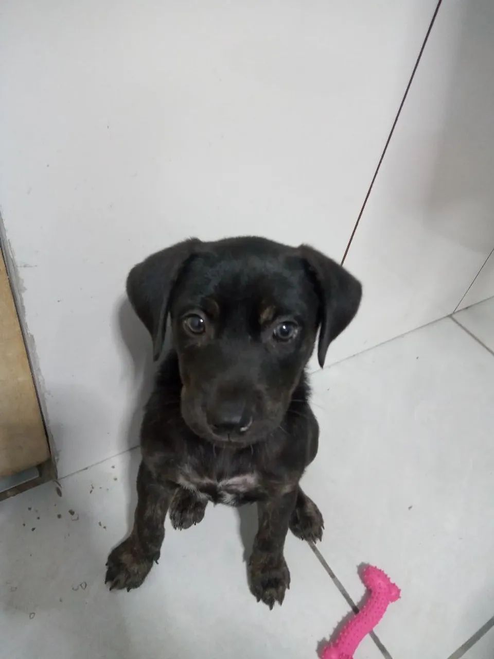 doação de cachorro - Foto 3