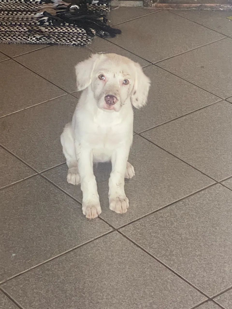 Doação de cachorra fêmea tem 2 meses mestiça 