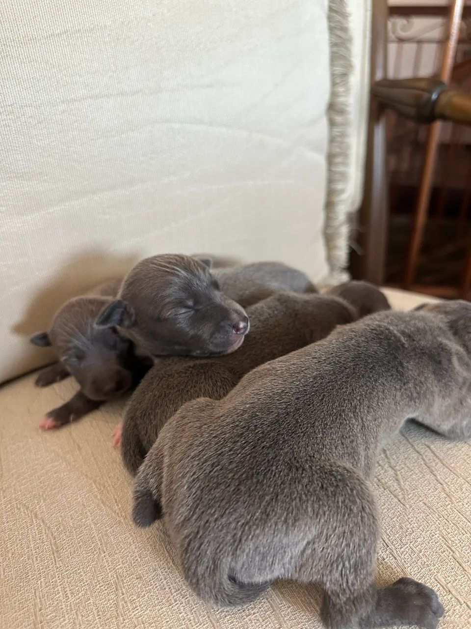 Galgo italiano  - Foto 2