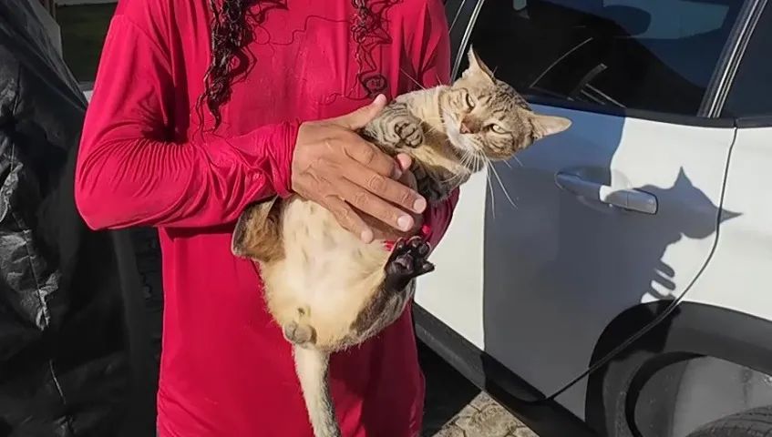 Gatinho abandonado, 6 meses, super dócil, FIV-FeLV negativo - Foto 4