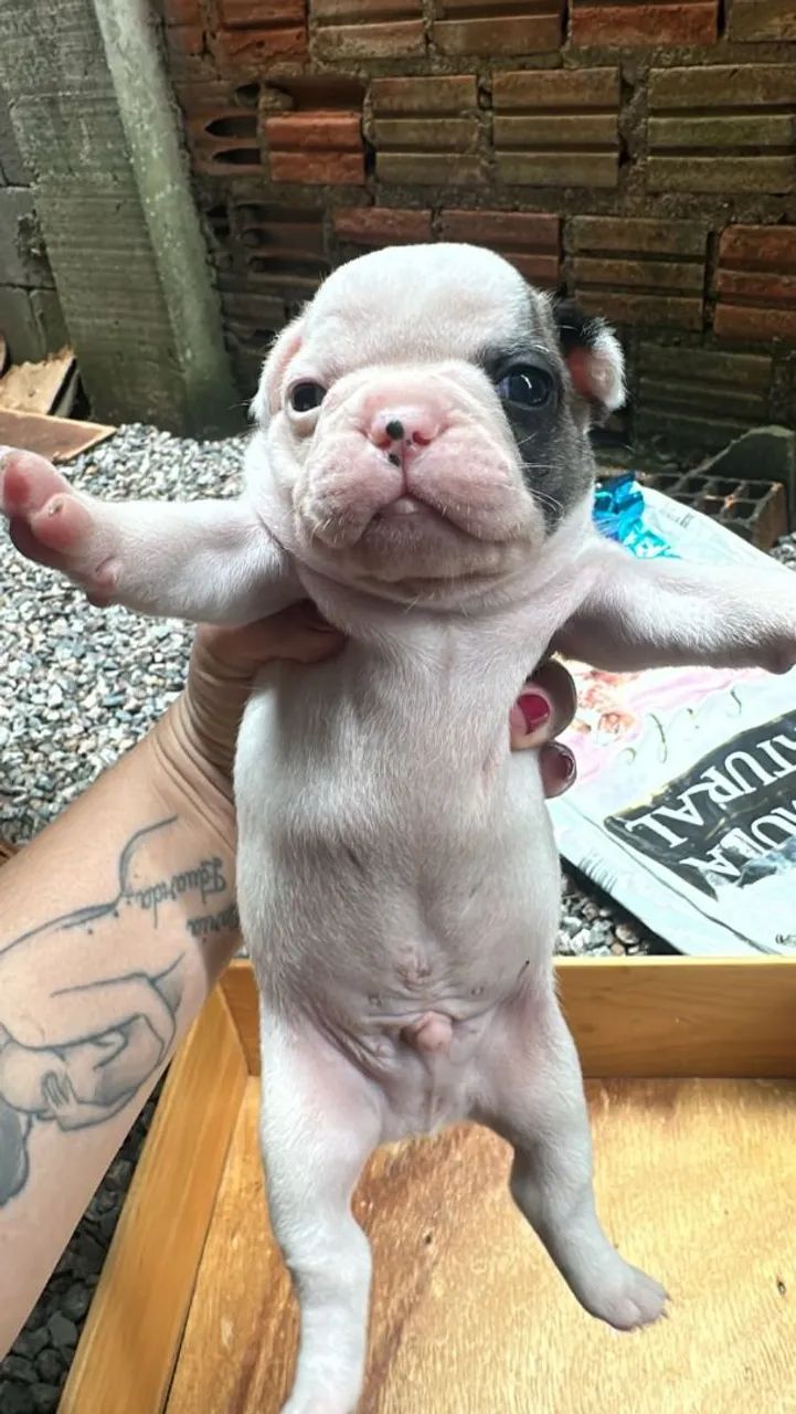 Vende-se filhotes de buldogue francês  - Foto 4
