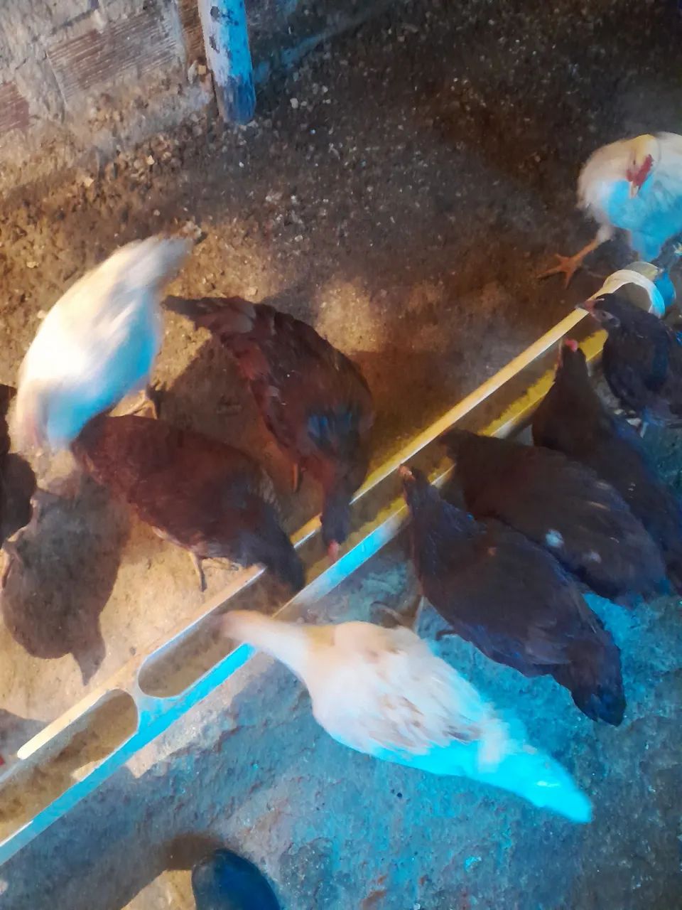 FRANGO (MARCO) RHODE PURO E EMBRAPA 