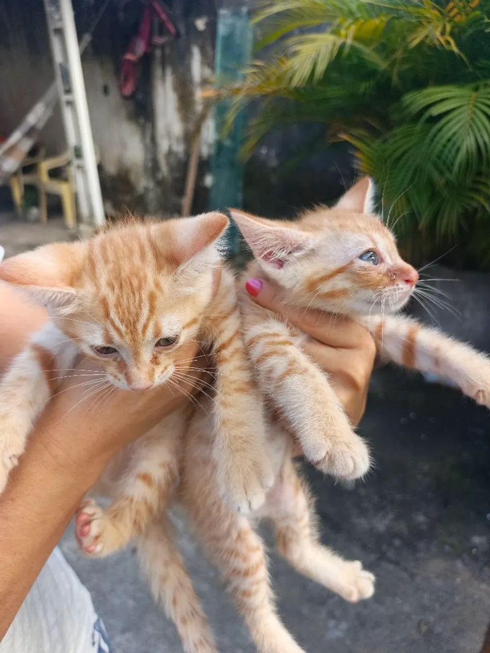 Gatinhos para adoção 