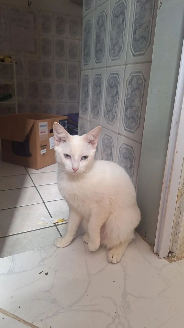 DOA-SE GATA490878091553024001