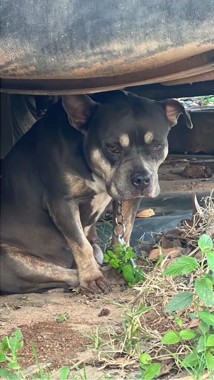 American bully 