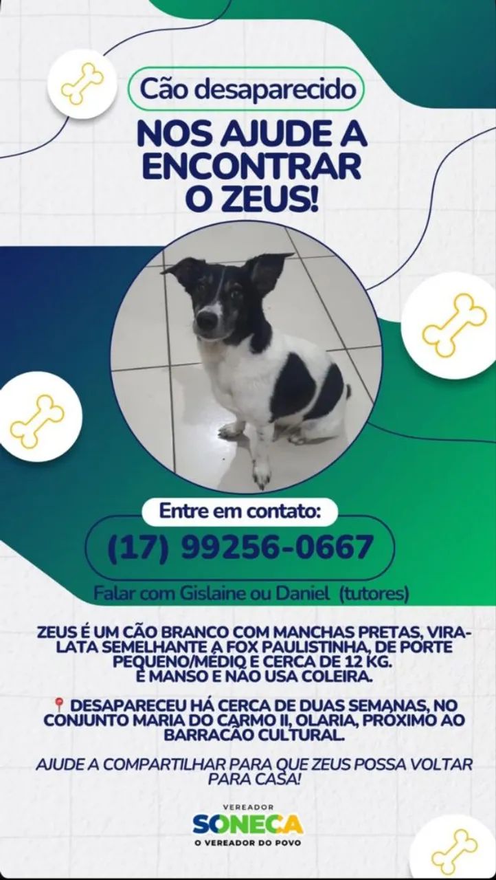 Cachorro desaparecido 