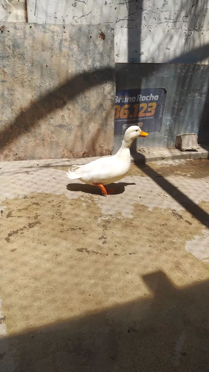 Vende se mini cool