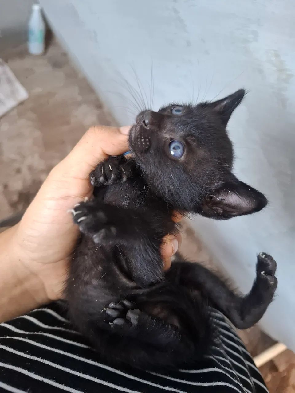 Gatinhos em adoção - Foto 5