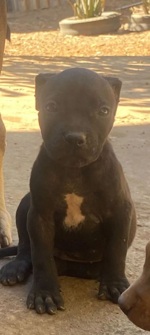 Filhotes de Pit Bull  - Foto 4