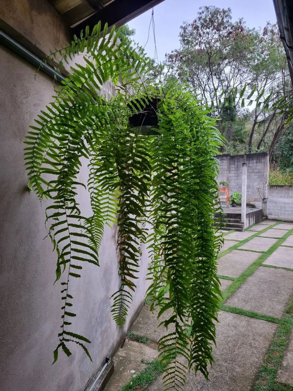 Samambaia chorona