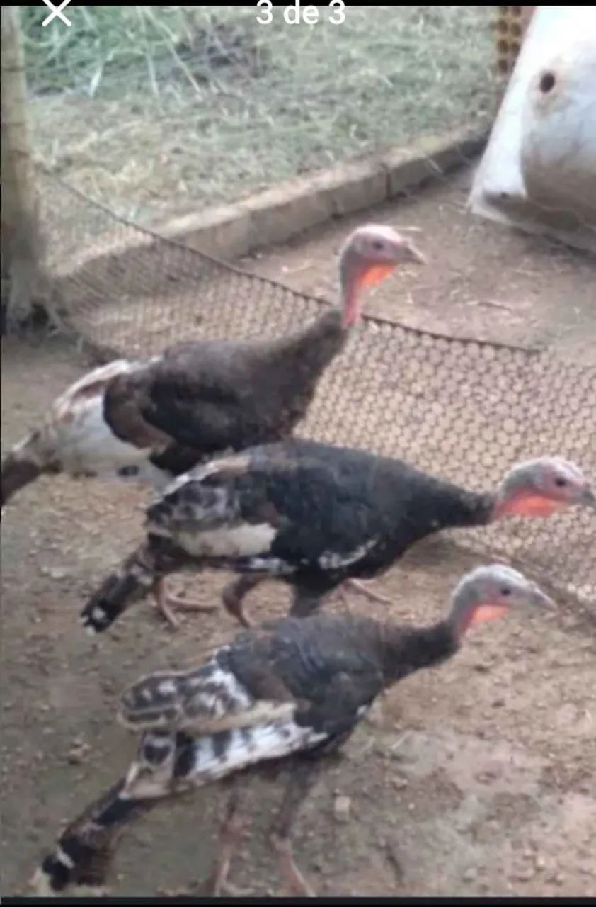 Vendo ou troco - Foto 3