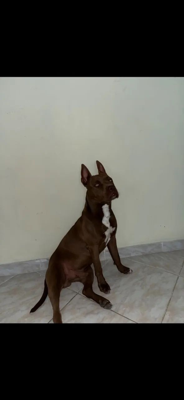 DOAÇÃO RESPONSÁVEL Pitbull 
