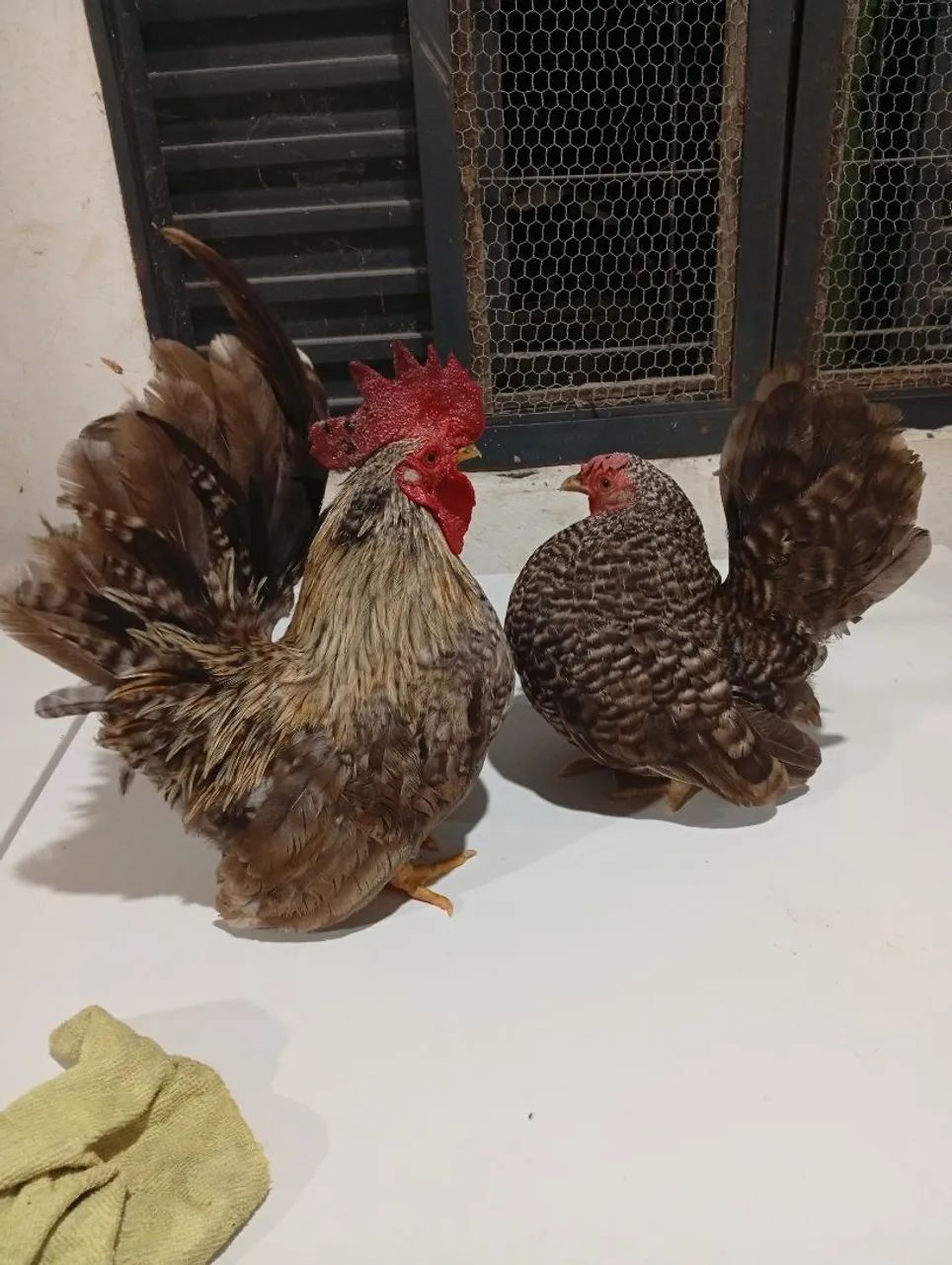 Animais de estimação  - Foto 2