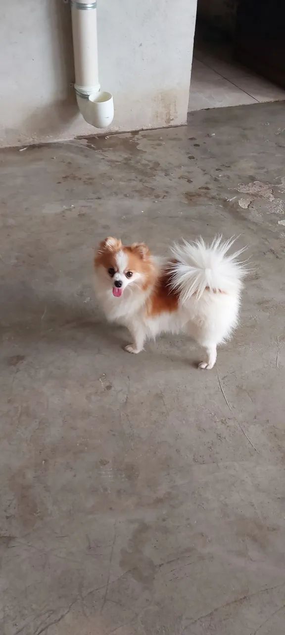Lulu 