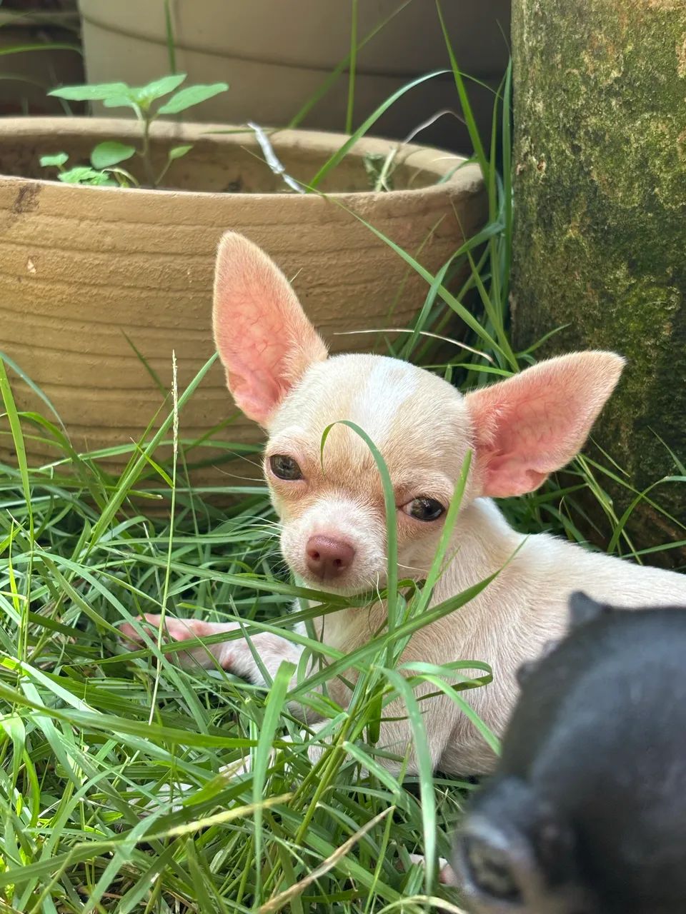 Chihuahua com Pedigree  - Foto 3