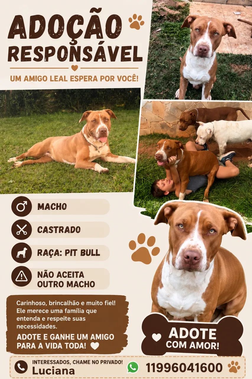 Doando pit bull, macho, castrado 