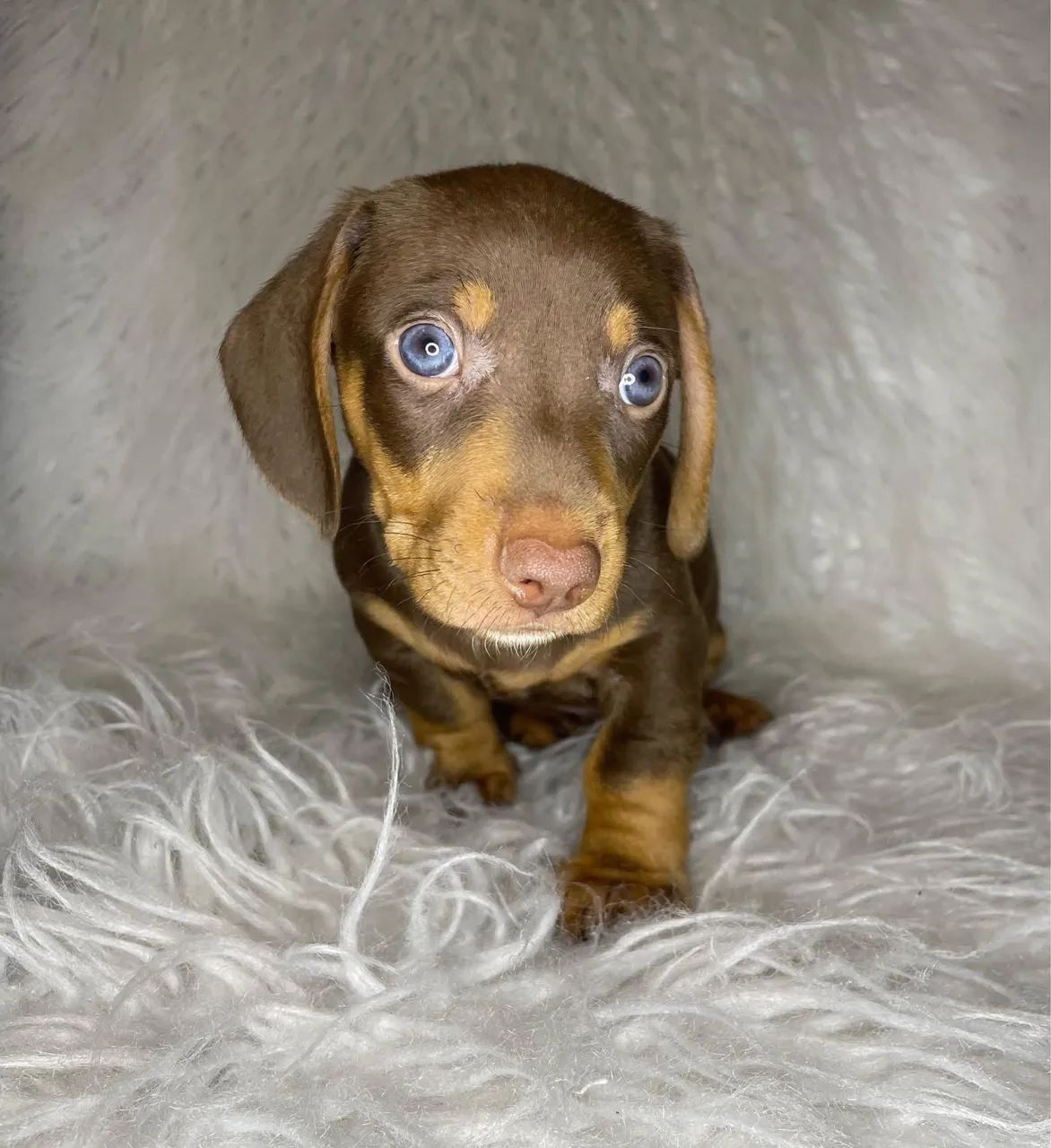 dachshund salsichinha  - Foto 2