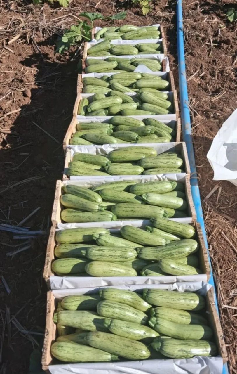 Verduras