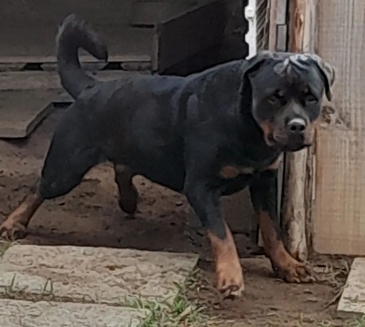 Ultimo Filhote de Rottweiler  - Foto 5