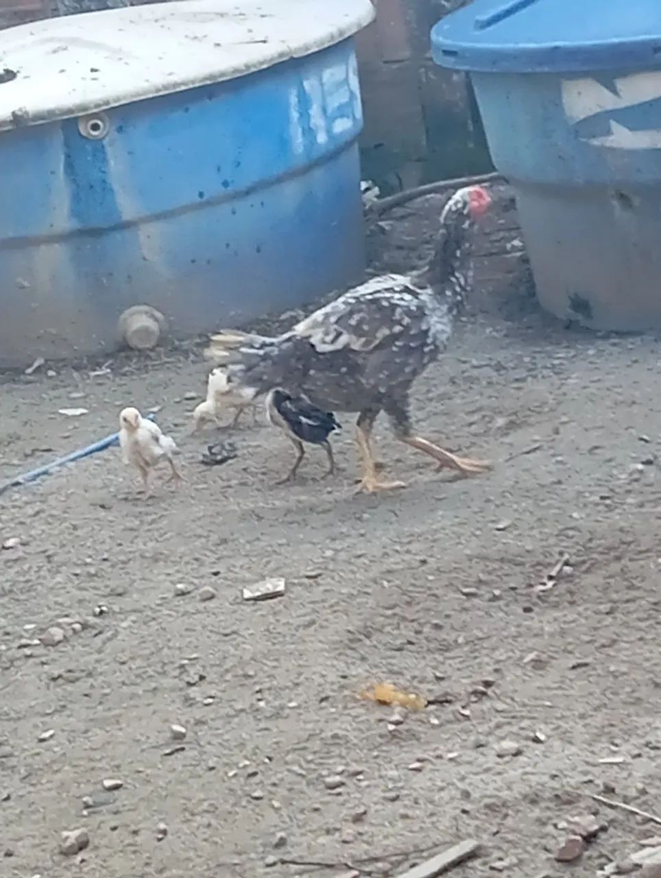 Galinhas d raça 