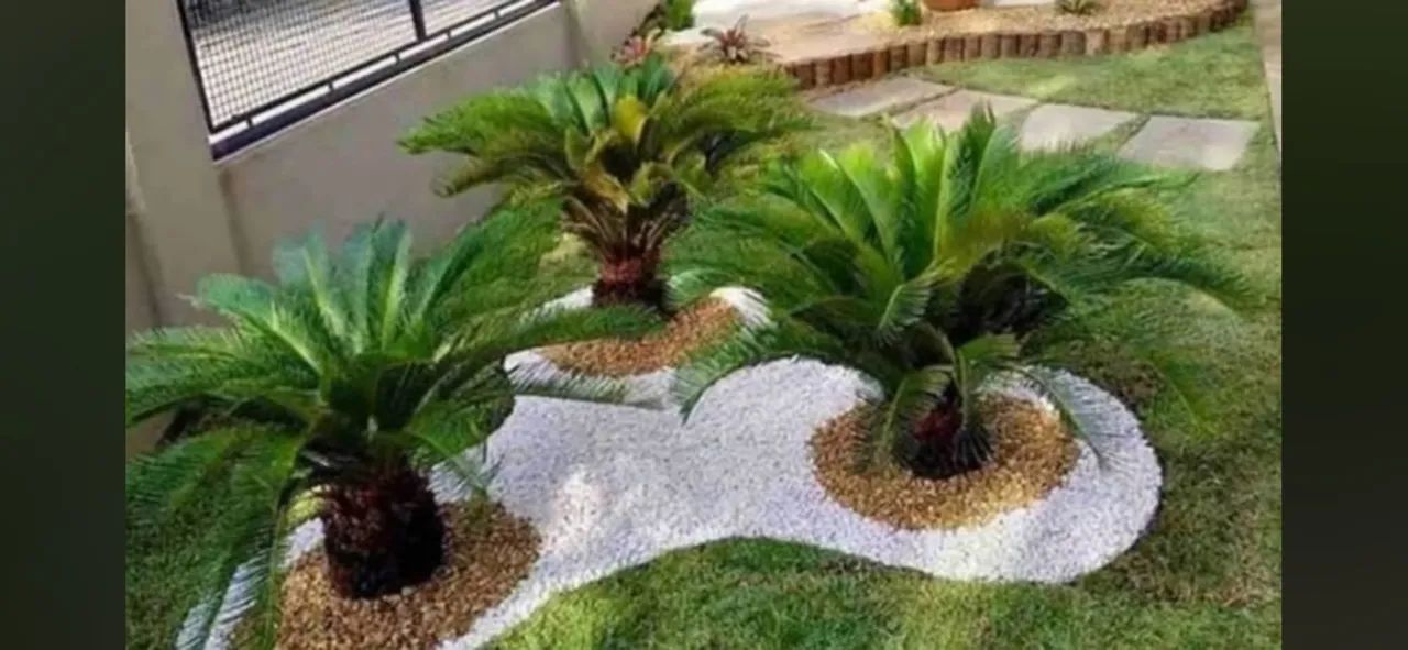 Jardinagem em geral  - Foto 5