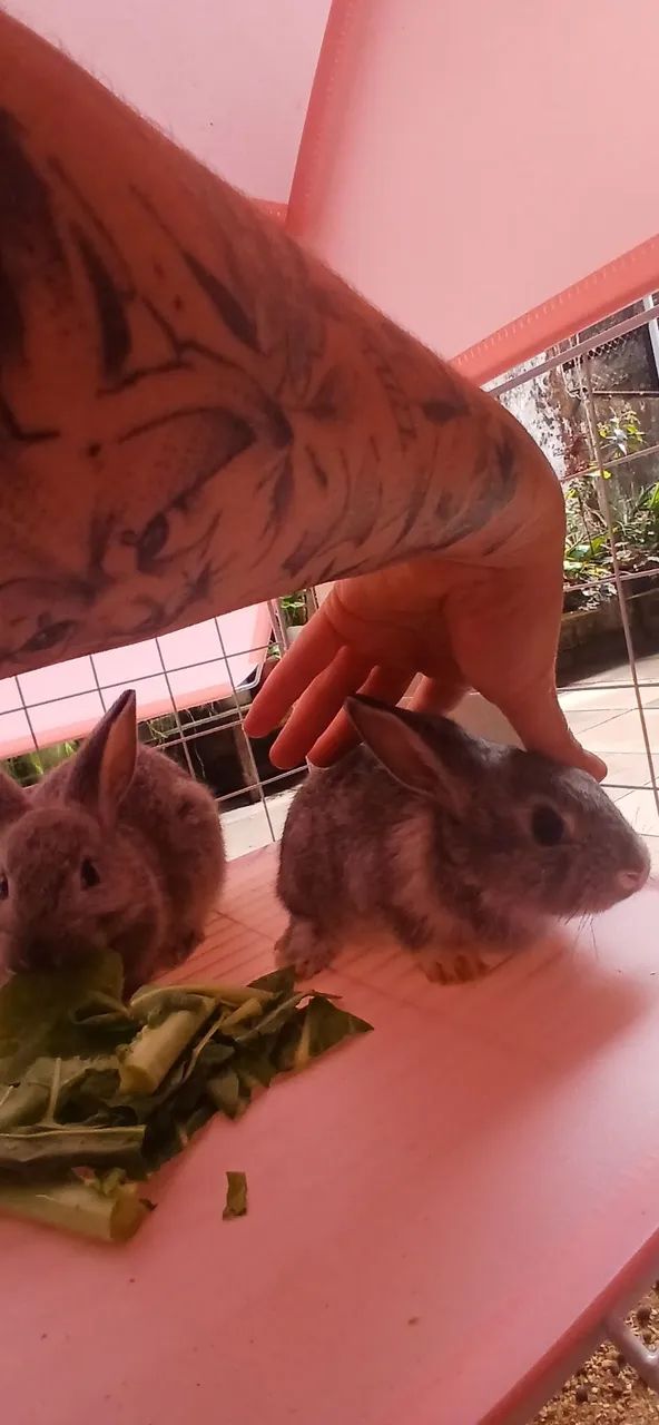 Coelho  - Foto 5