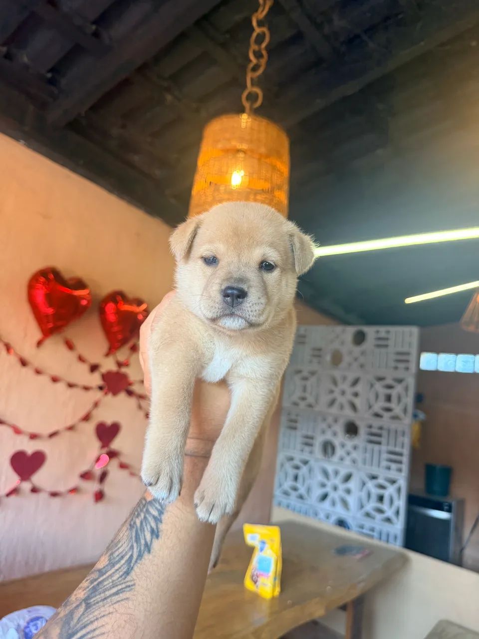 Filhote Chow Chow com Pitbull