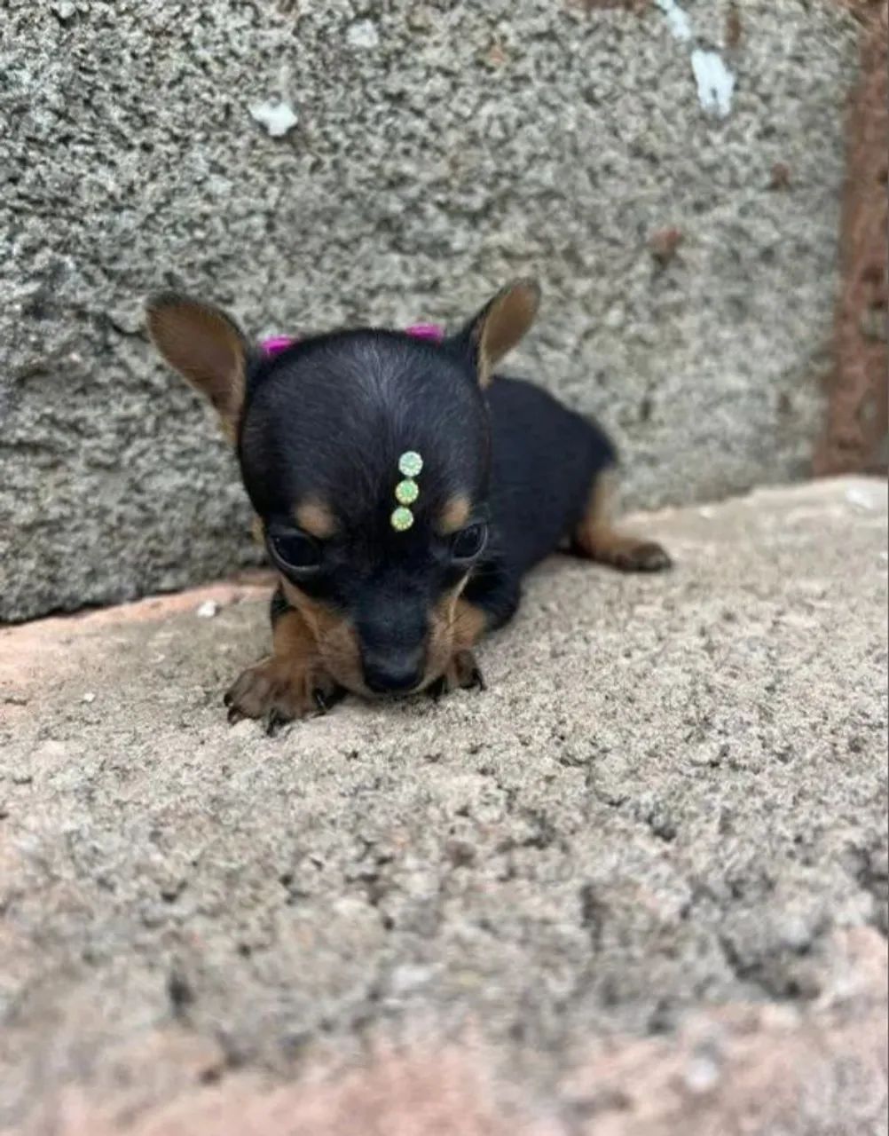Pinscher zero - Foto 2