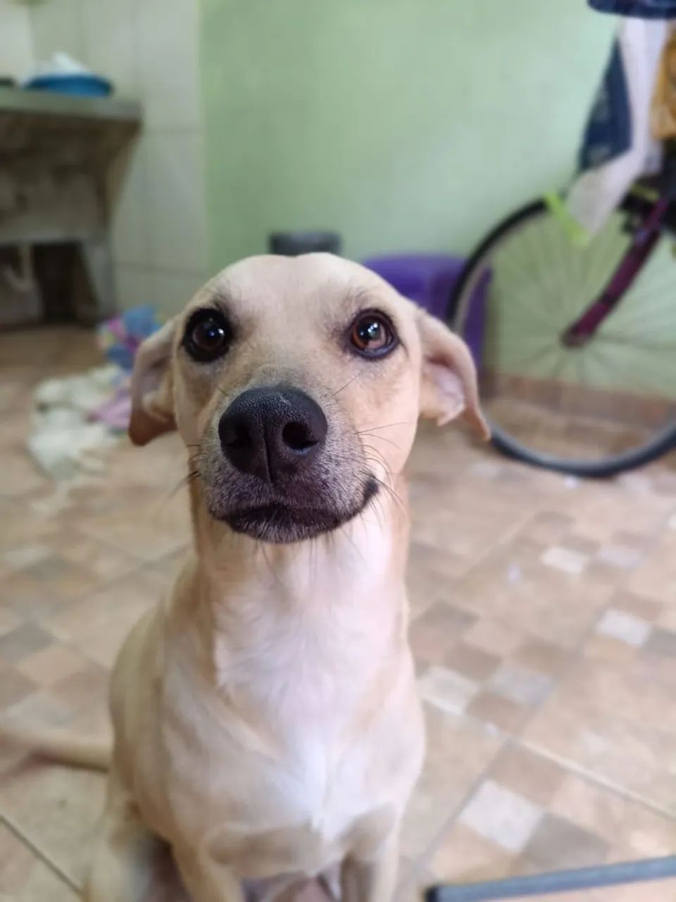 ADOÇÃO RESPONSÁVEL