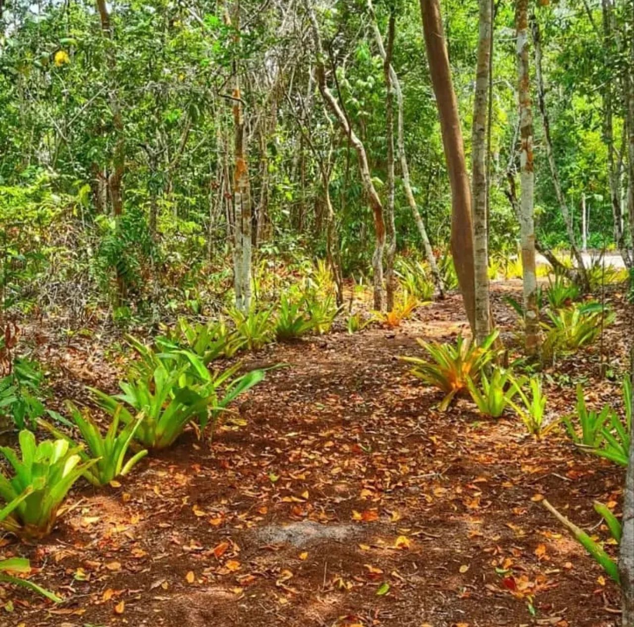 Terreno 500 m² - Condomínio Marina Santo André (Santa Cruz Cabrália/BA) - Aceito Permuta - Foto 10