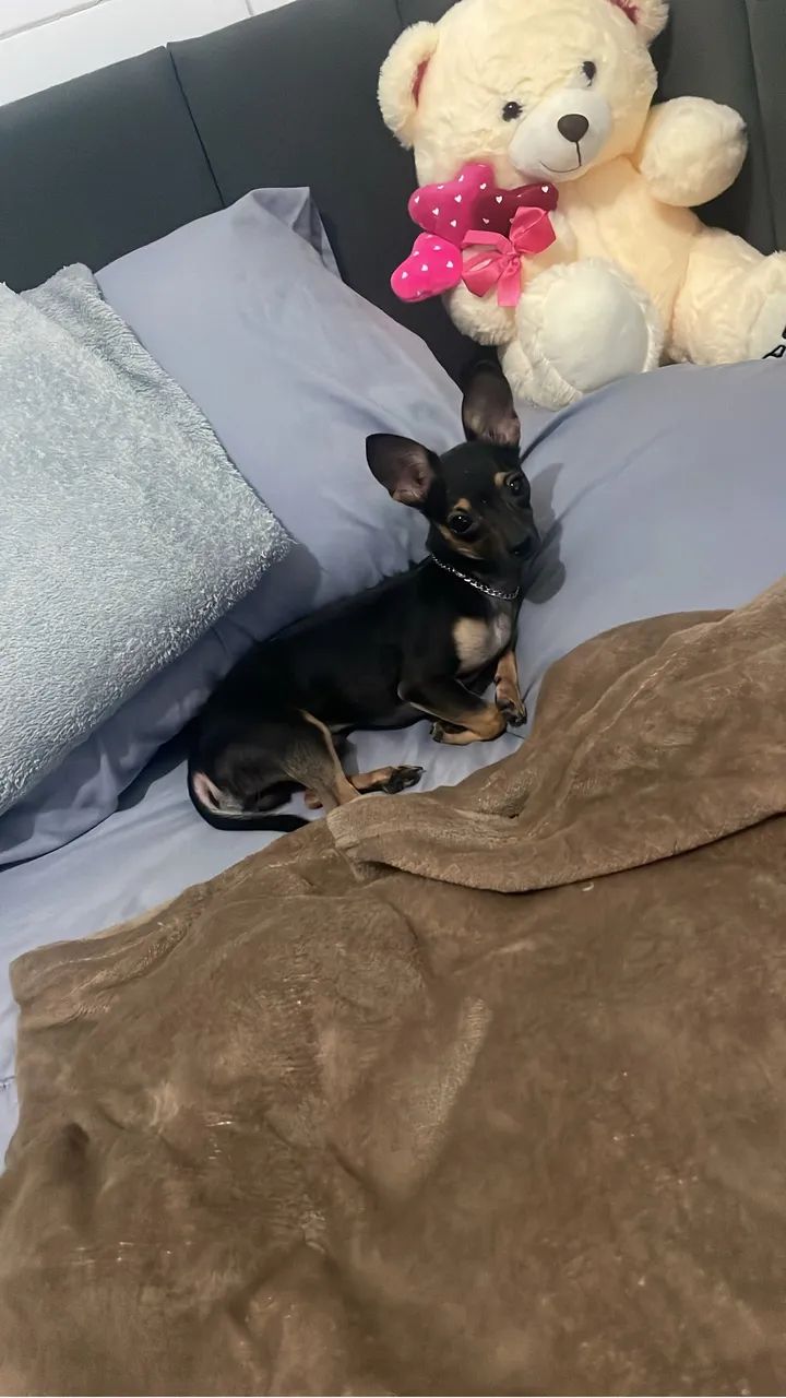 Cachorro pinscher