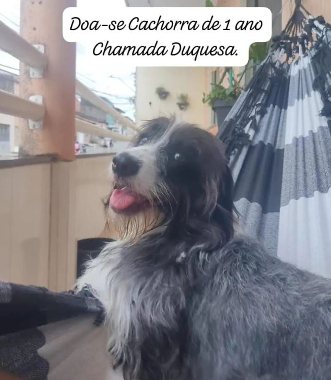Uma linda poodle 