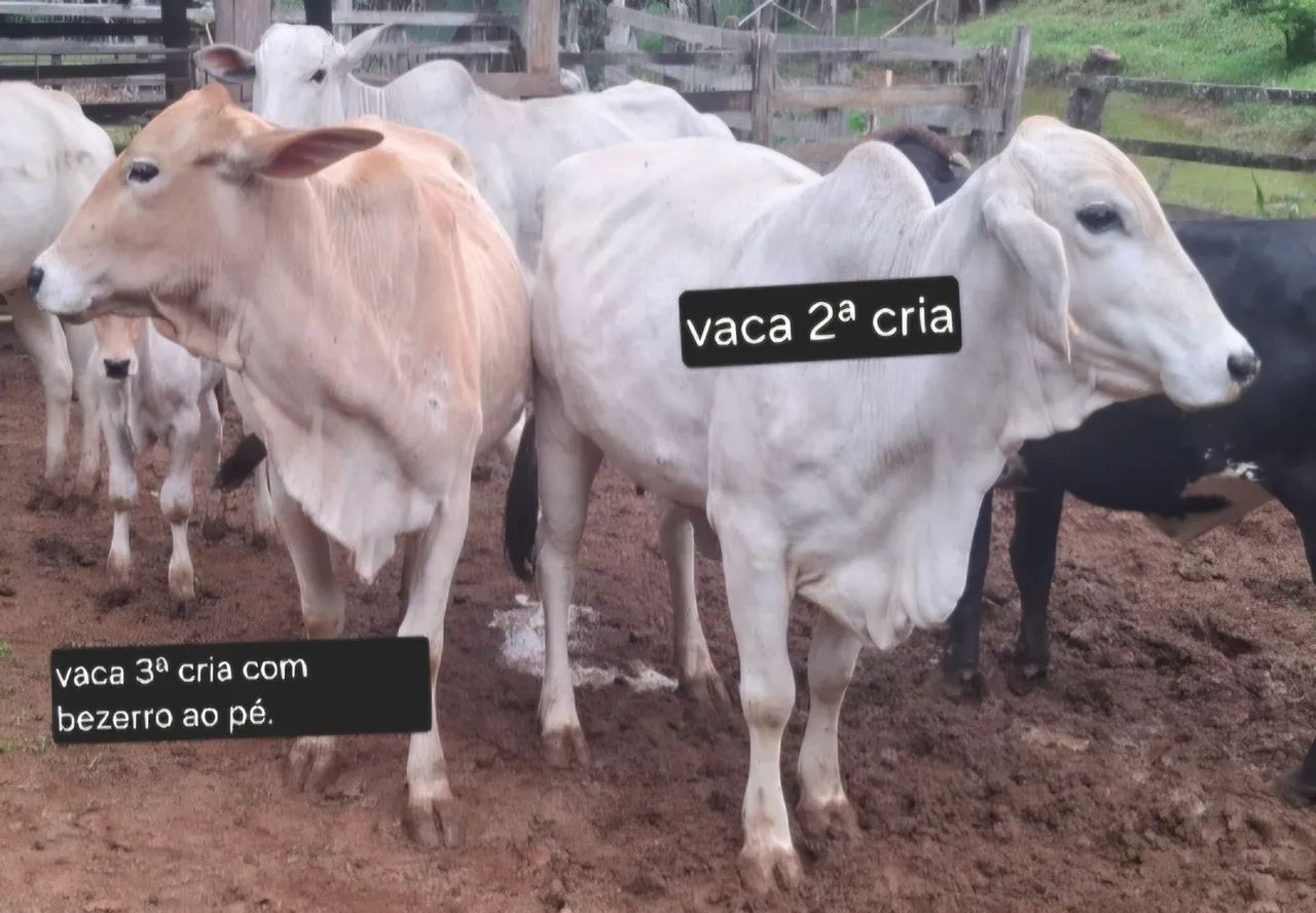 Venda de gado  - Foto 2