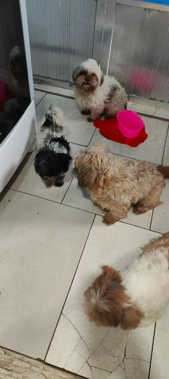 Shih tzu  - Foto 2