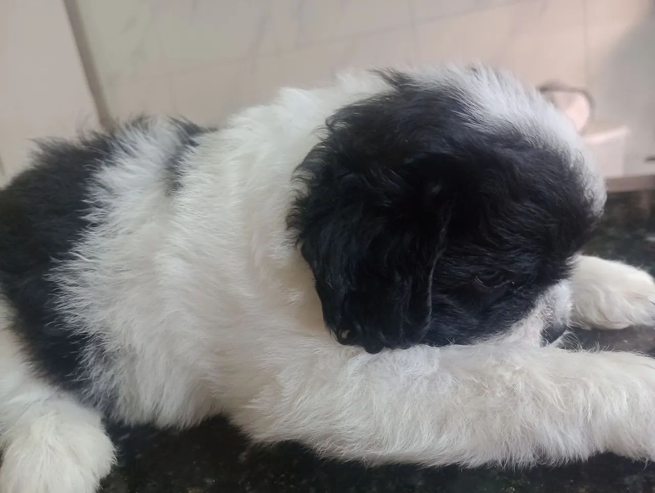 Vendo Shitzu com poodles  - Foto 2