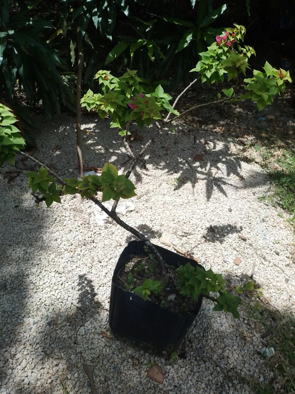 Buganville  - Foto 2