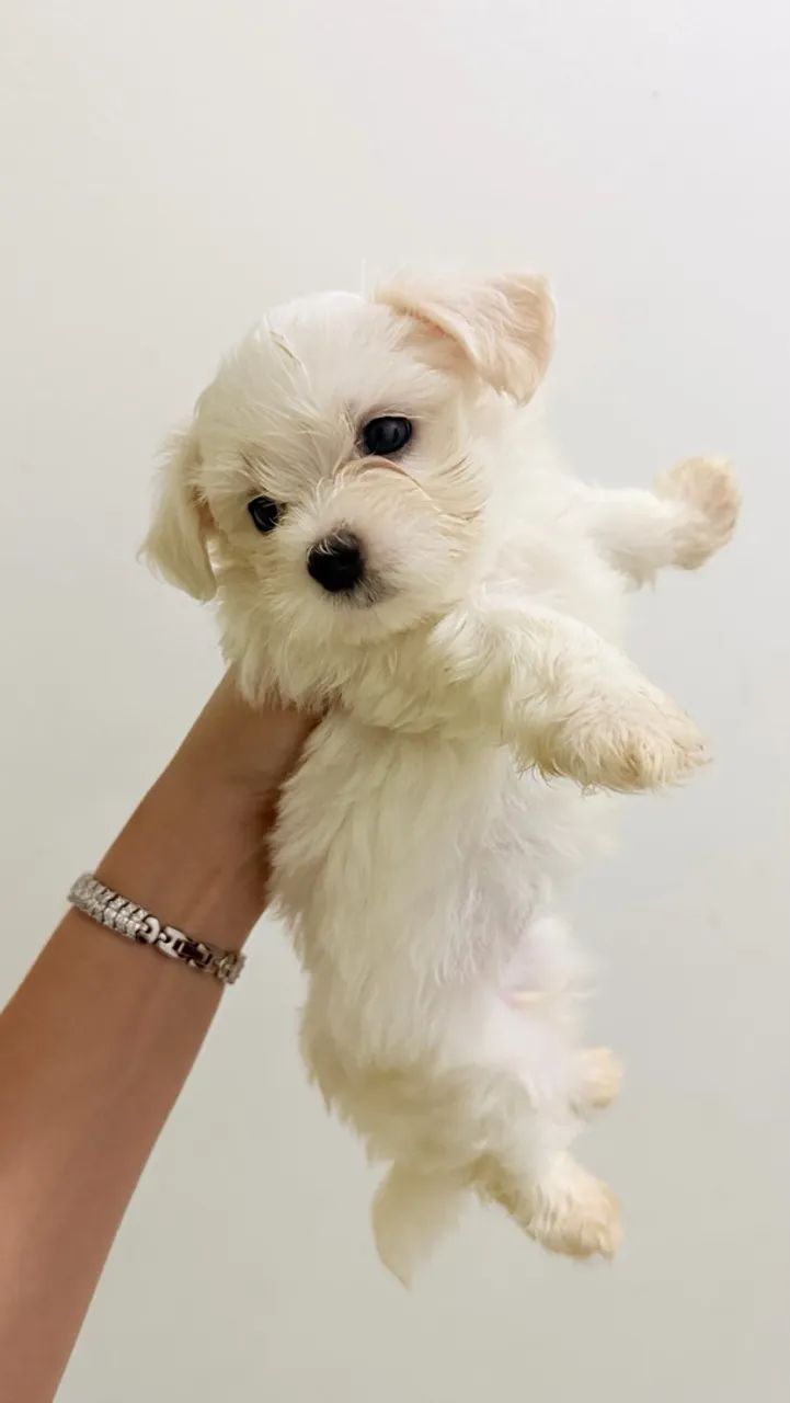 Maltês mini 