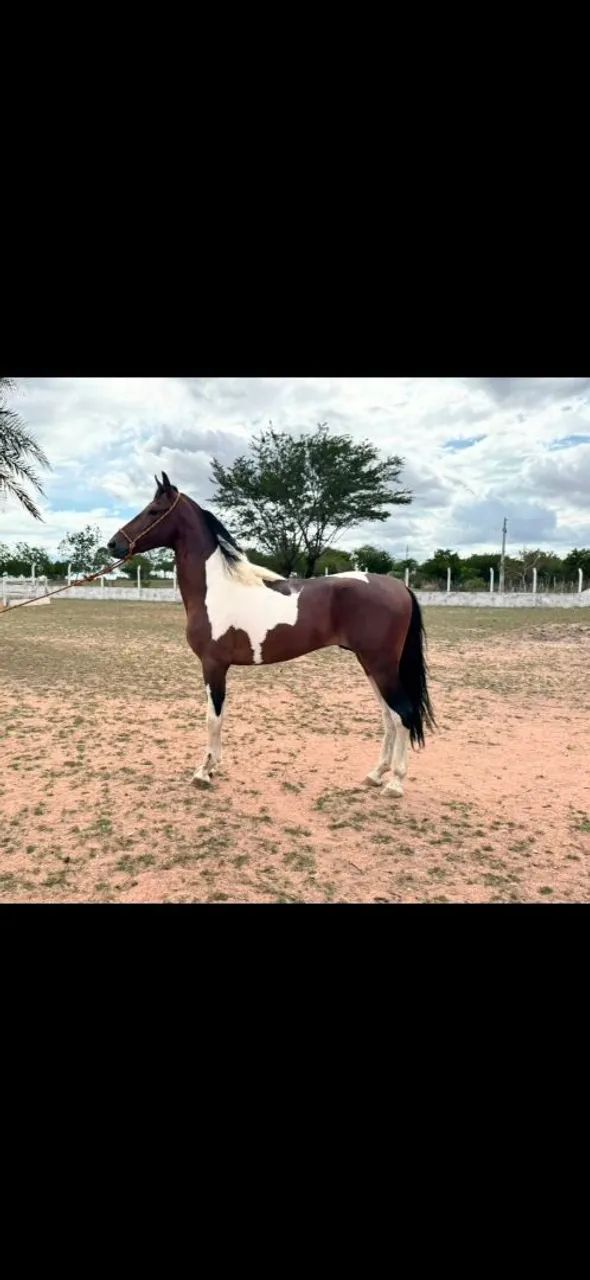 Cobertura Mangalarga Marchador - Foto 2